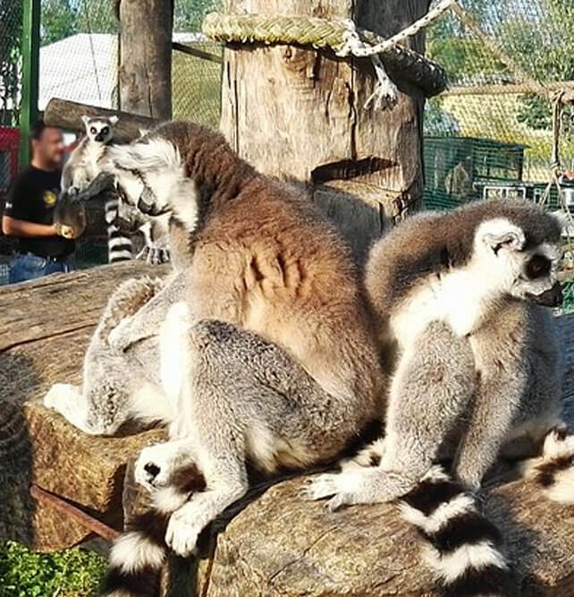 Zoo Safari Ravenna