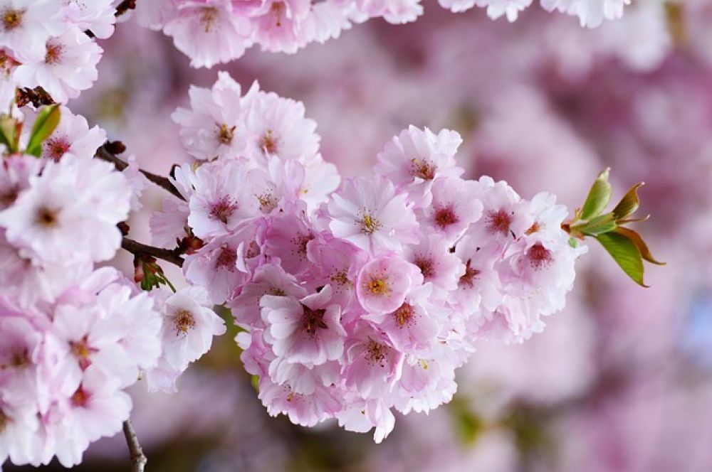 MAGGIO IN FIORE .....REGALATI QUALCHE GIORNO DI COCCOLE!!!!